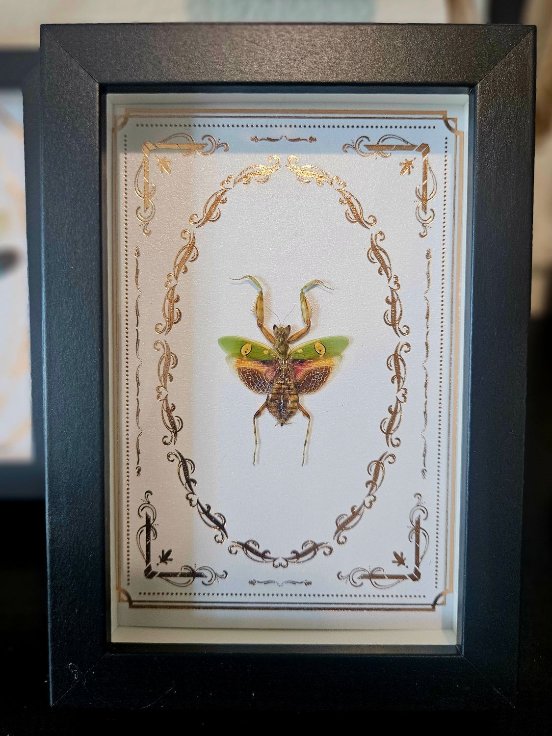 Petite Mante religieuse