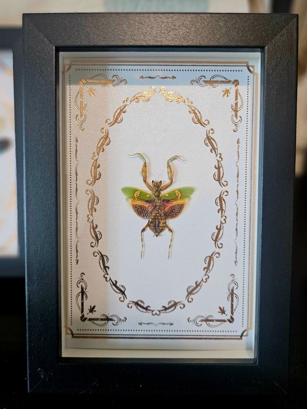 Petite Mante religieuse