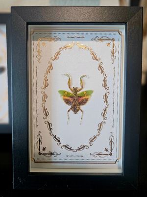 Petite Mante religieuse