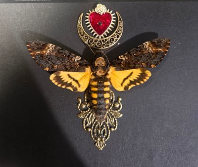 Sphinx cœur de lune