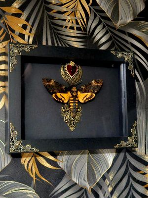 Sphinx cœur de lune