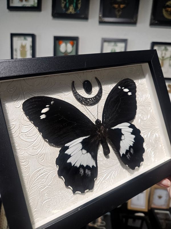 Gambrisus lune+ obsidienne