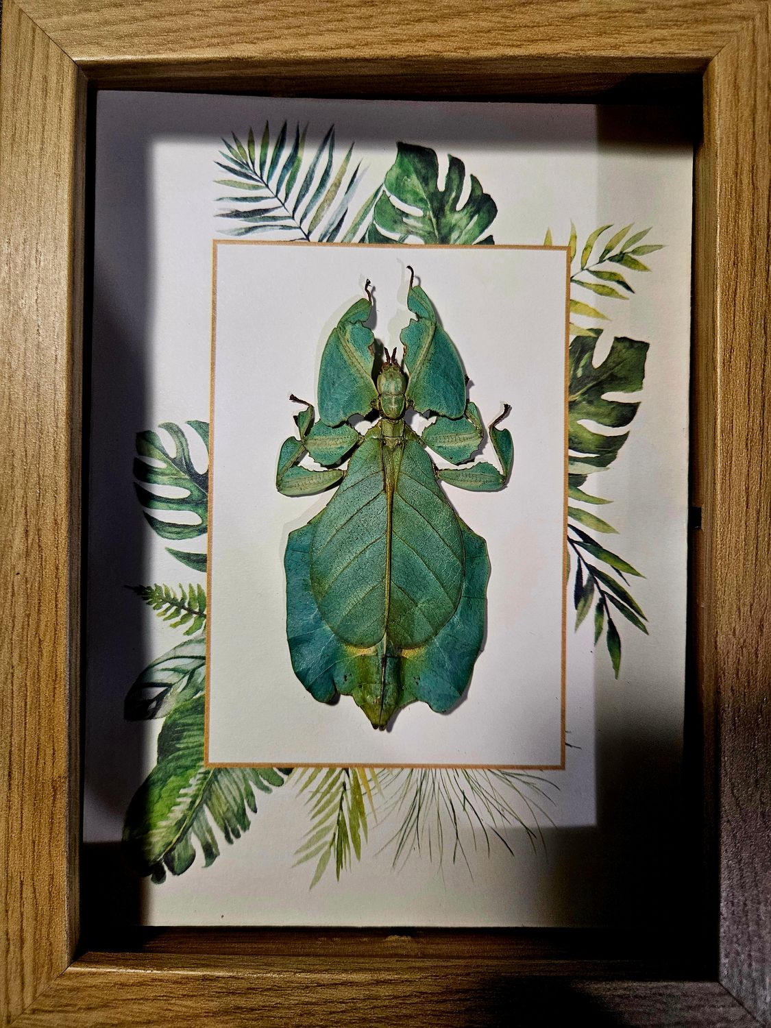 Phasme feuille  jungle bois