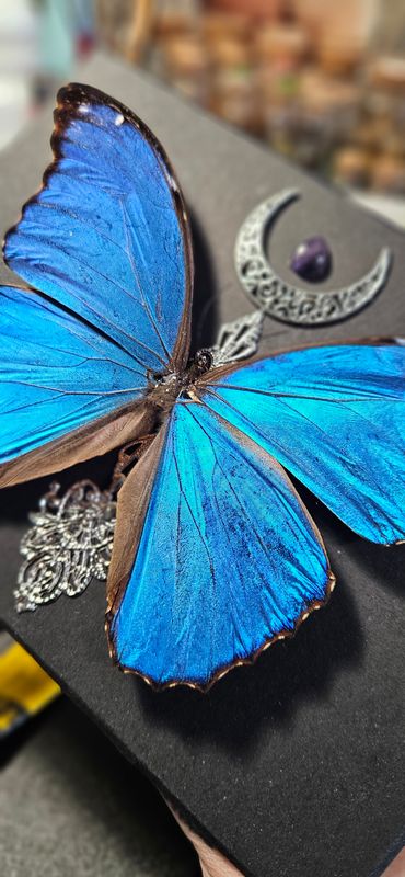Morpho lune améthyste