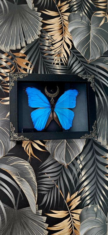 Morpho améthyste or