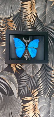 Morpho lune améthyste