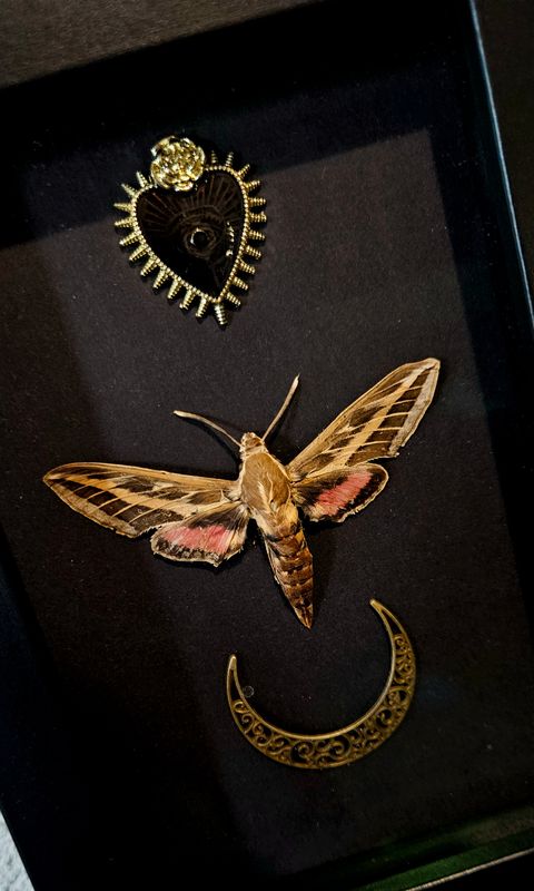 Petit sphinx  Phoenix rose