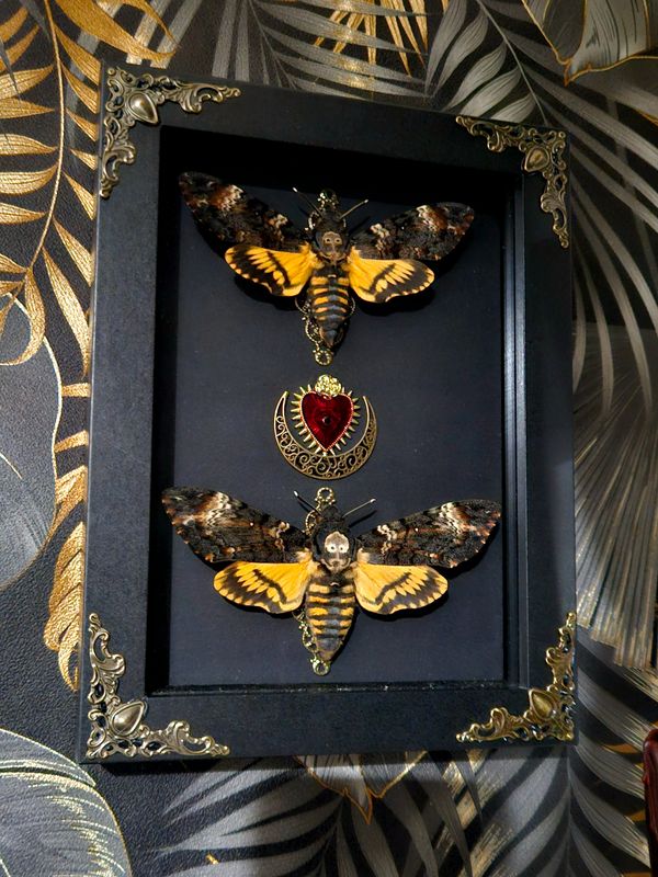 Couple sphinx tête de mort