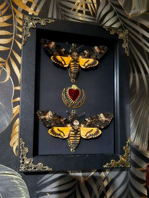 Couple sphinx tête de mort