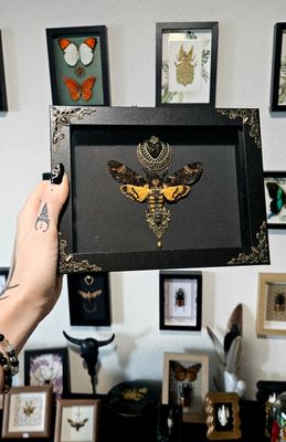 Sphinx tête de mort