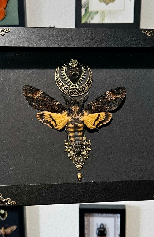 Sphinx tête de mort