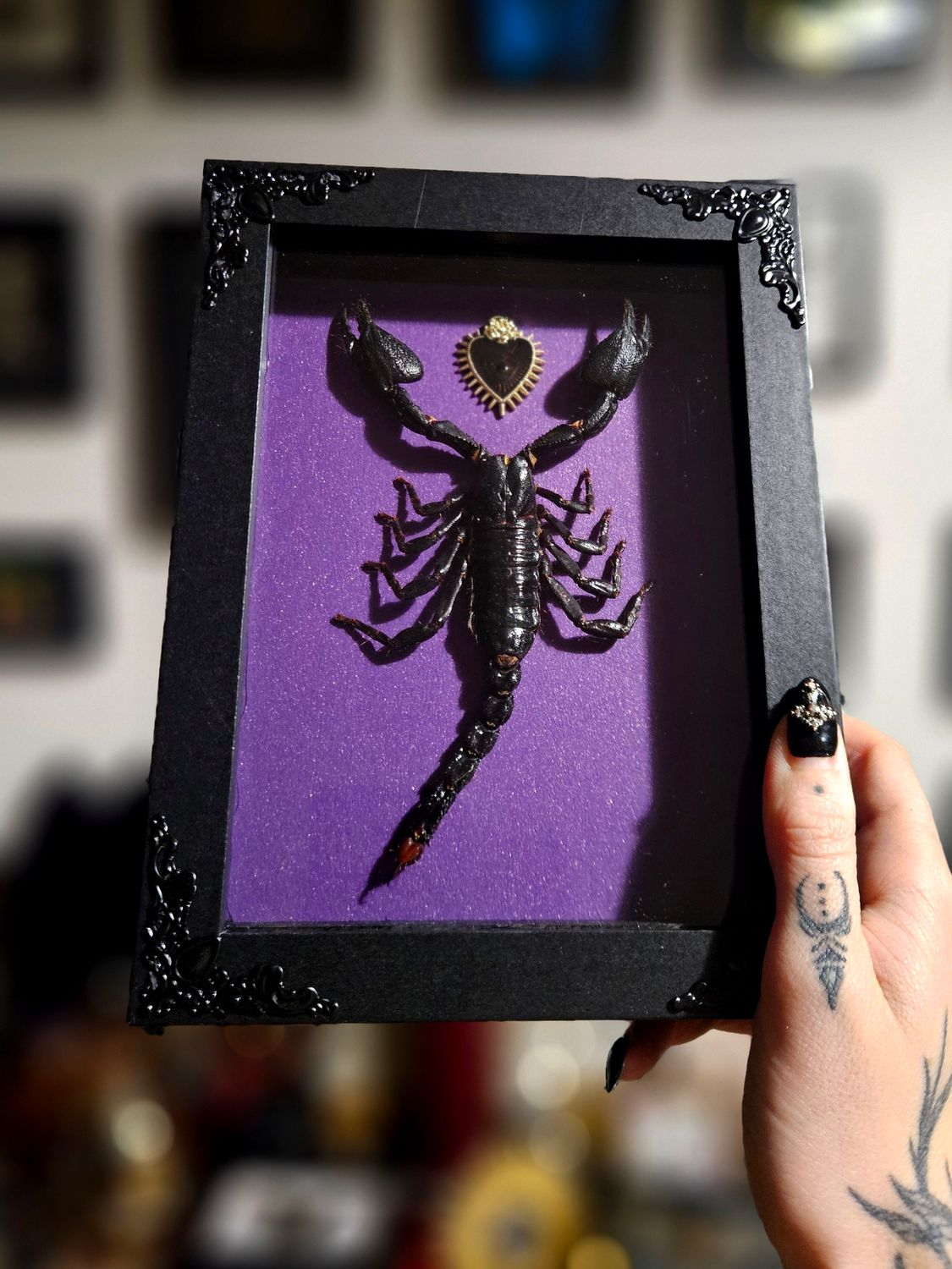 Scorpion cœur sacré violet