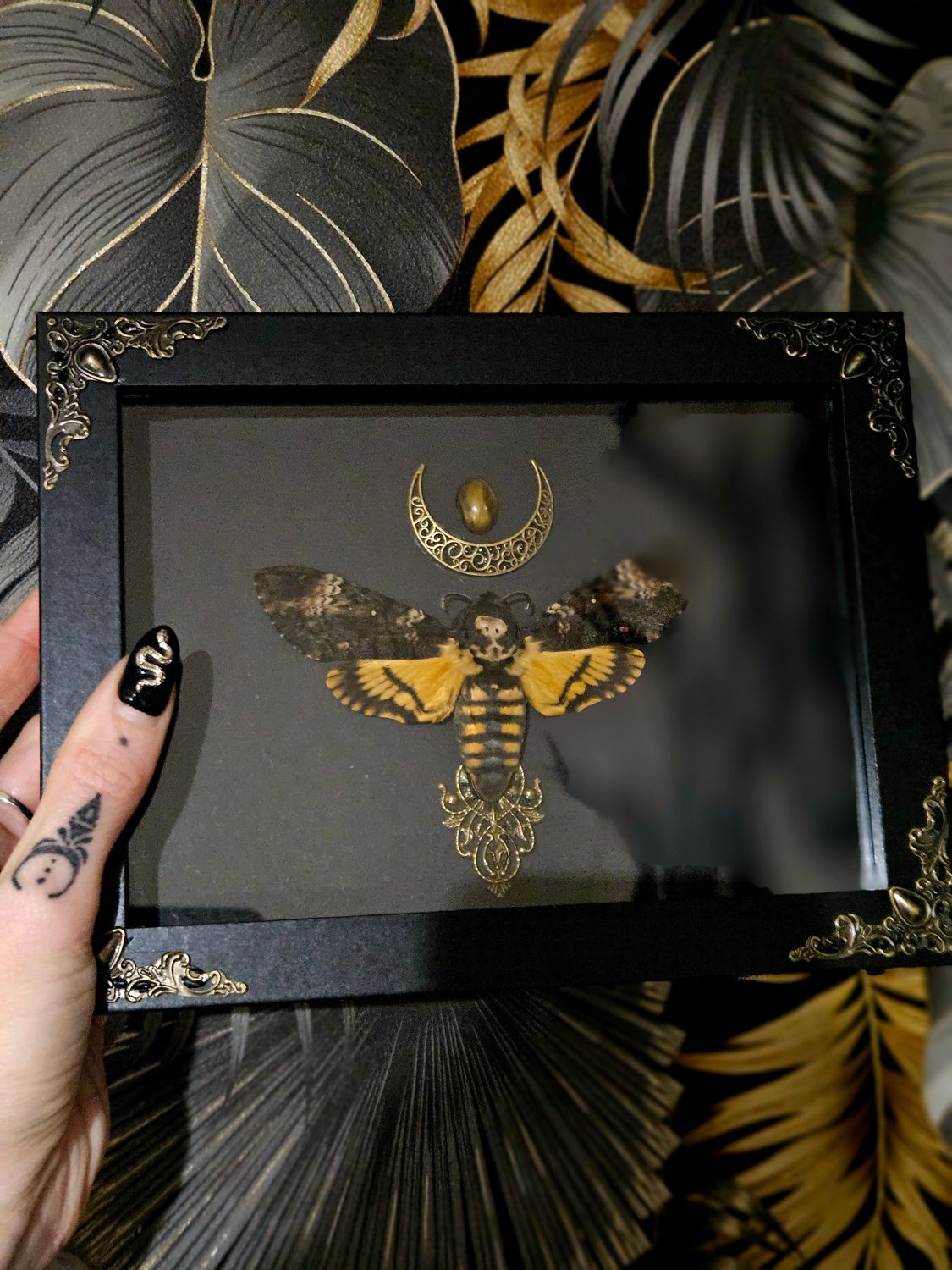 Sphinx œil de tigre