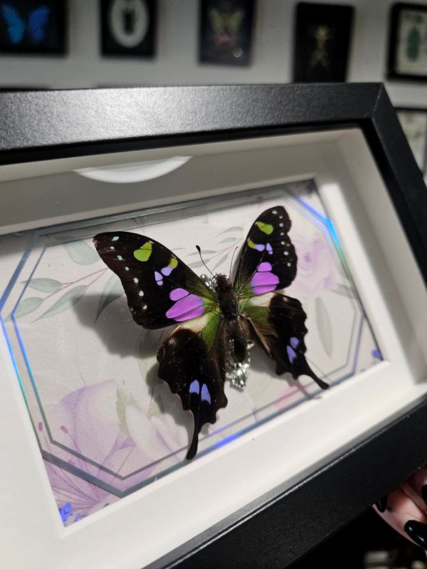 Weiskei holographique