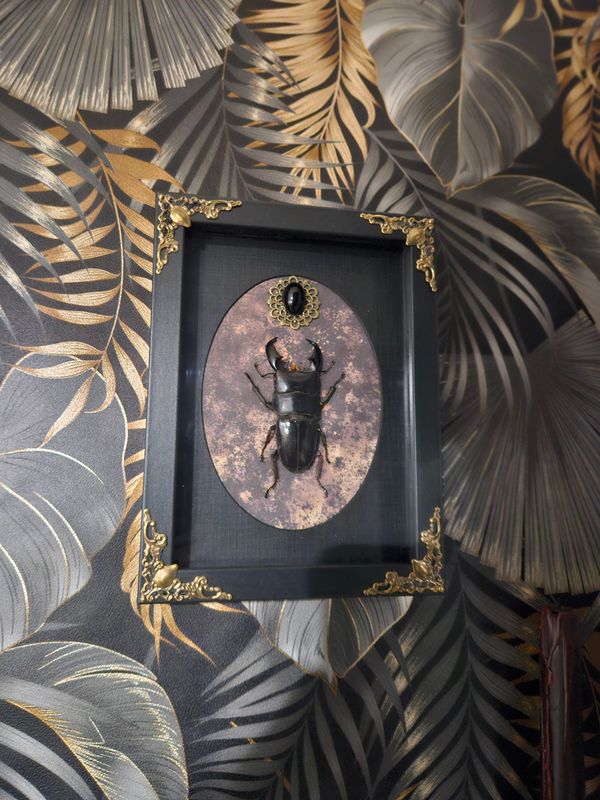 Lucane titanus&amp; obsidienne