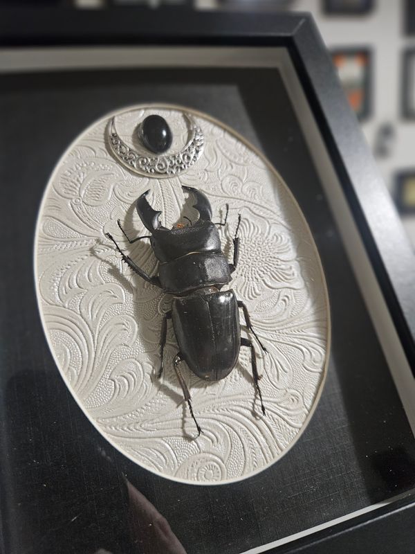 Lucane dorcus &amp; obsidienne