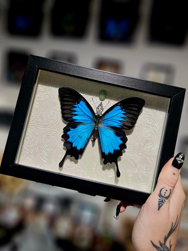 Ulysse &amp;aventurine