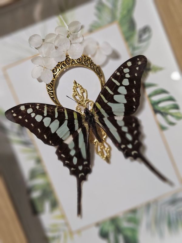 Graphium lune&amp;fleur séchées