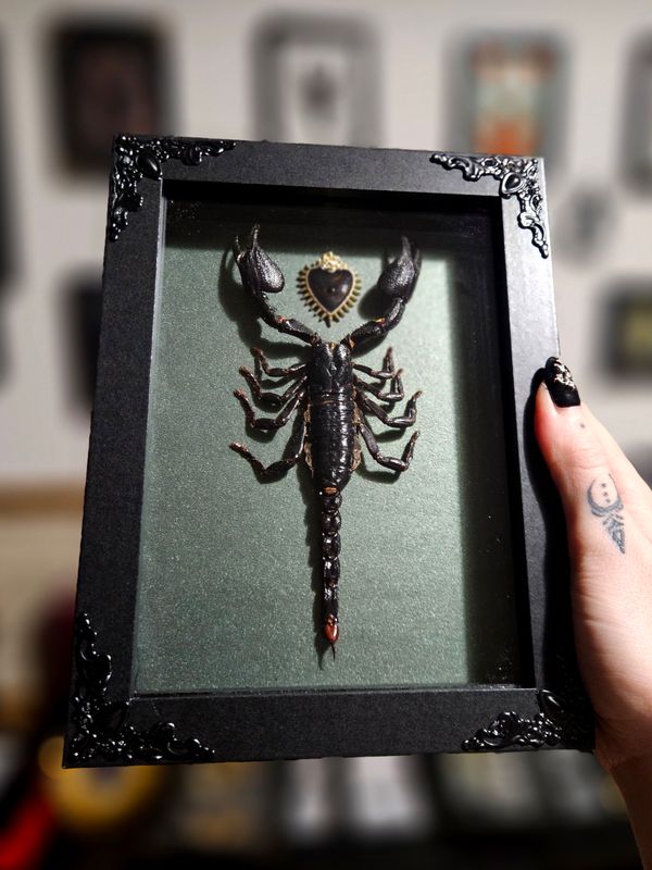 Scorpion cœur sacré