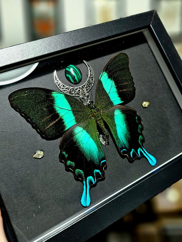 Blumei lune&amp;malachite