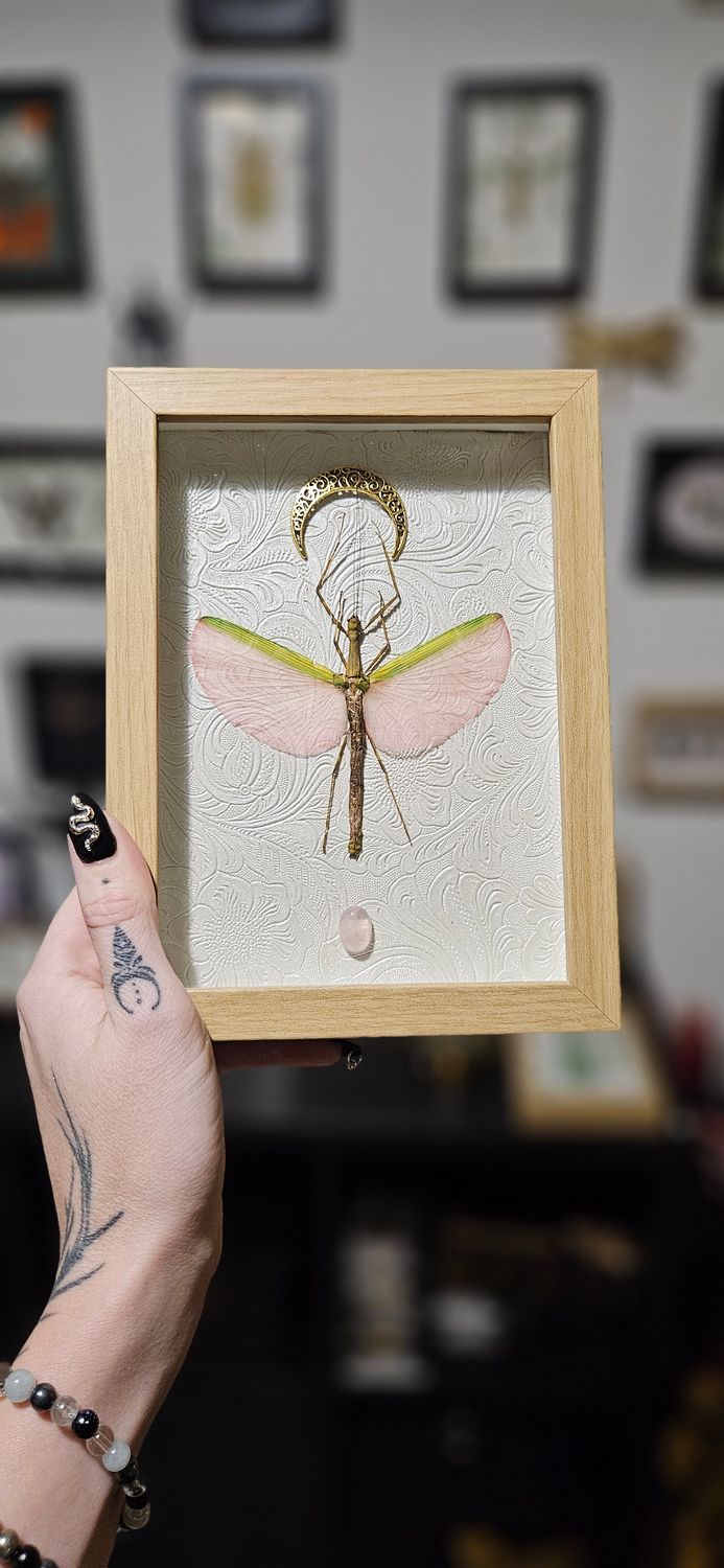 Phasme &amp;quartz rose