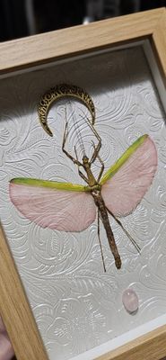 Phasme &amp;quartz rose