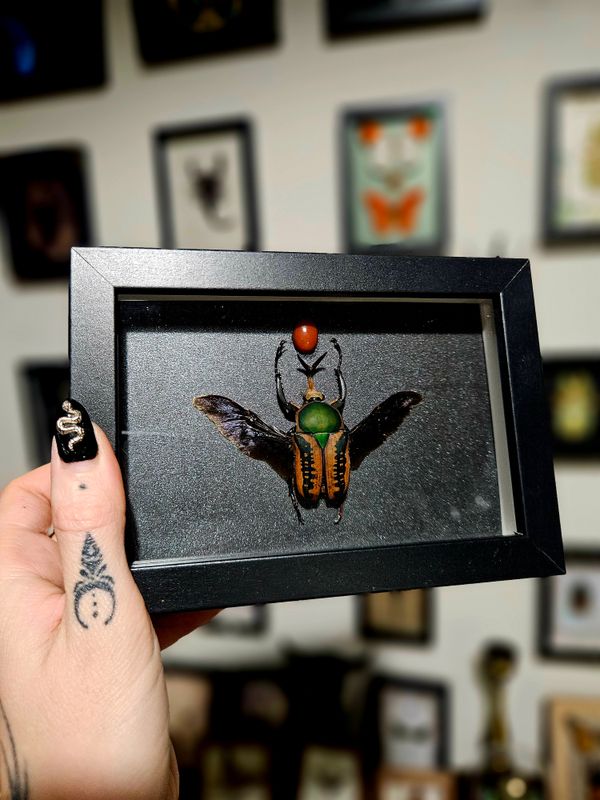 Coléoptère&amp; pierre en cornaline