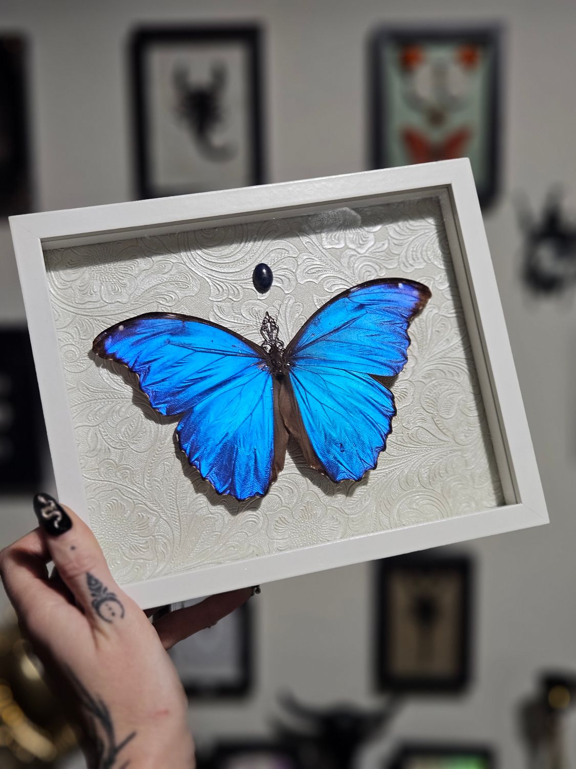 Grand Morpho didius&amp;lapis lazuli