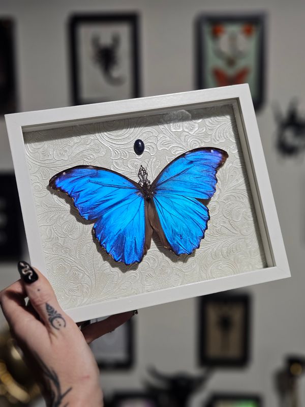 Grand Morpho didius&amp;lapis lazuli
