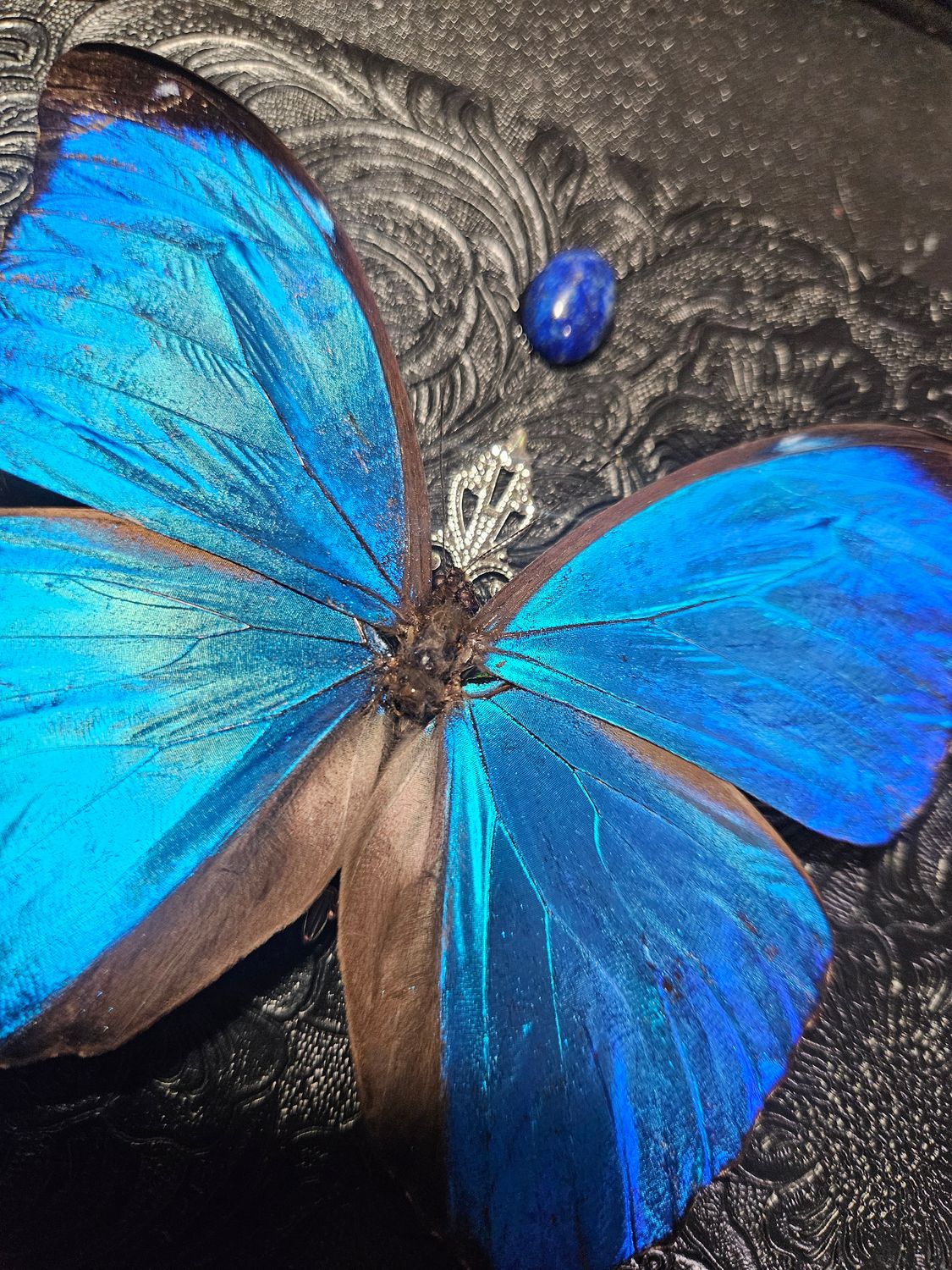 Morpho menelaus &amp; lapis lazuli