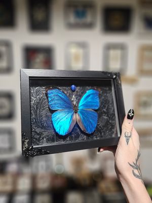 Morpho menelaus &amp; lapis lazuli