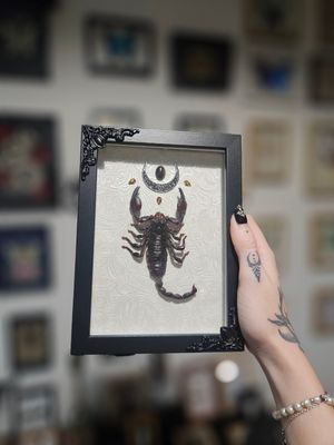 Scorpion empereur&amp;œil de tigre