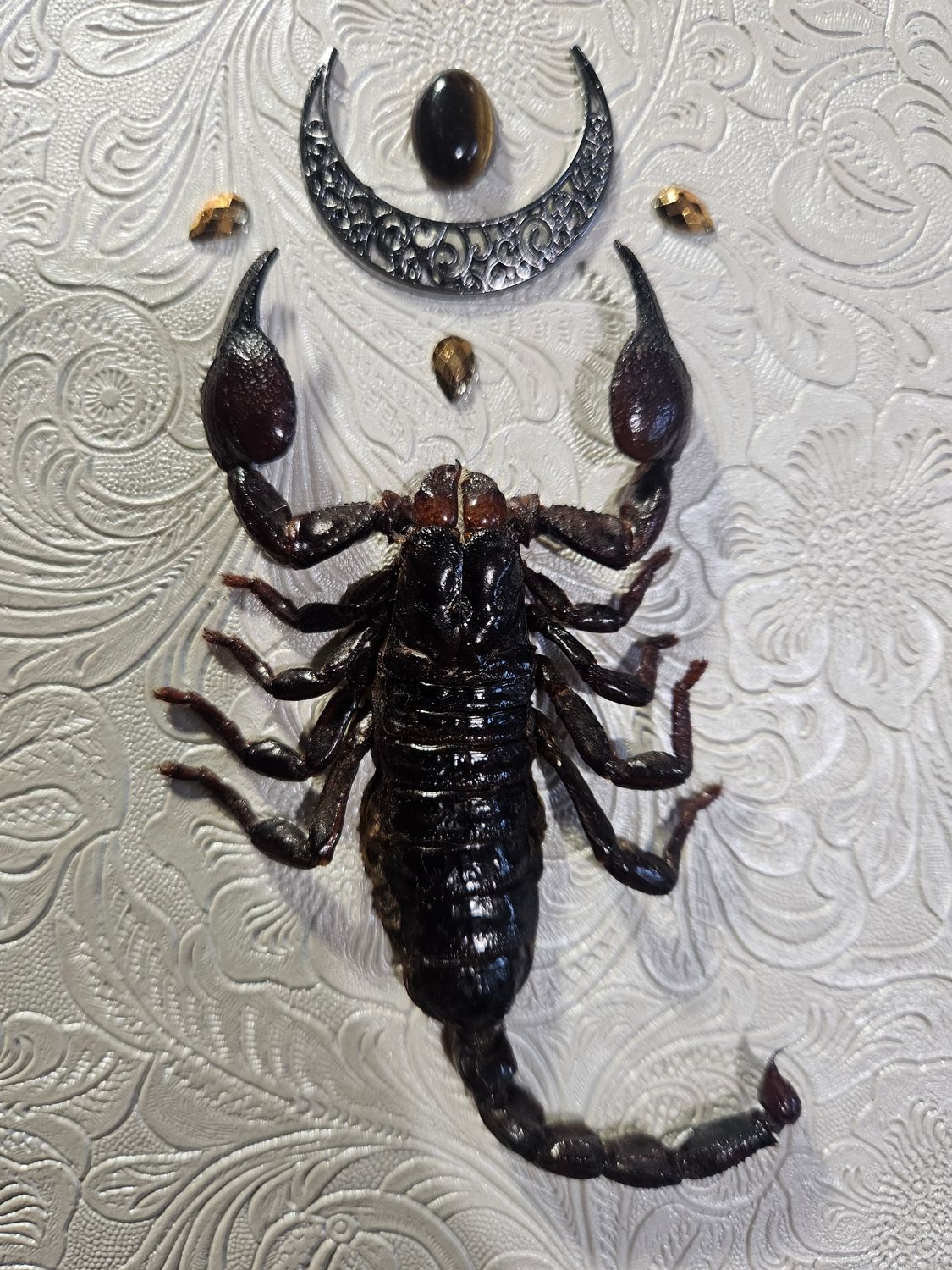 Scorpion empereur&amp;œil de tigre