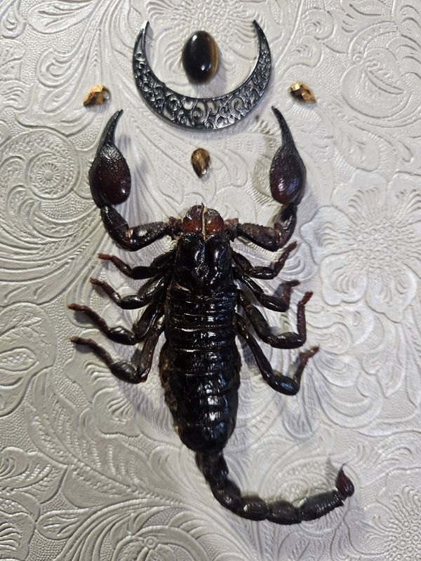 Scorpion empereur&amp;œil de tigre