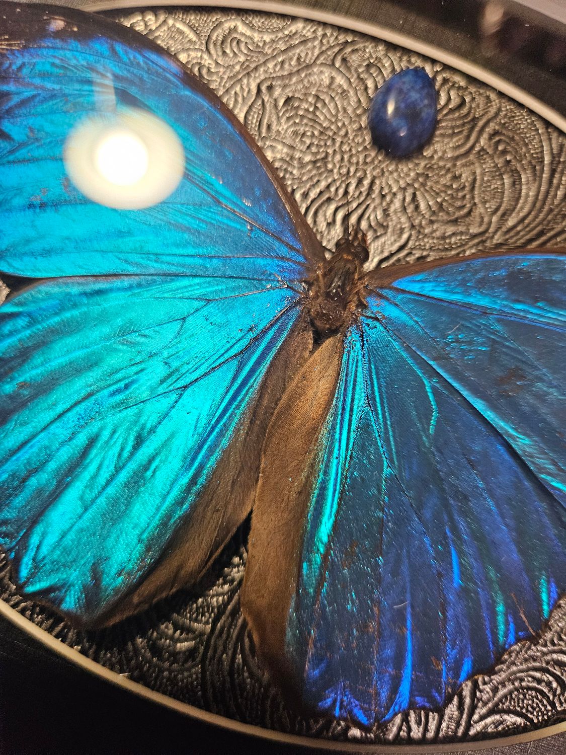 Morpho lapis lazuli