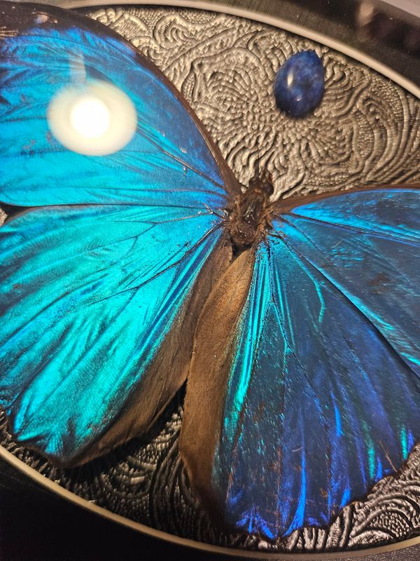Morpho lapis lazuli