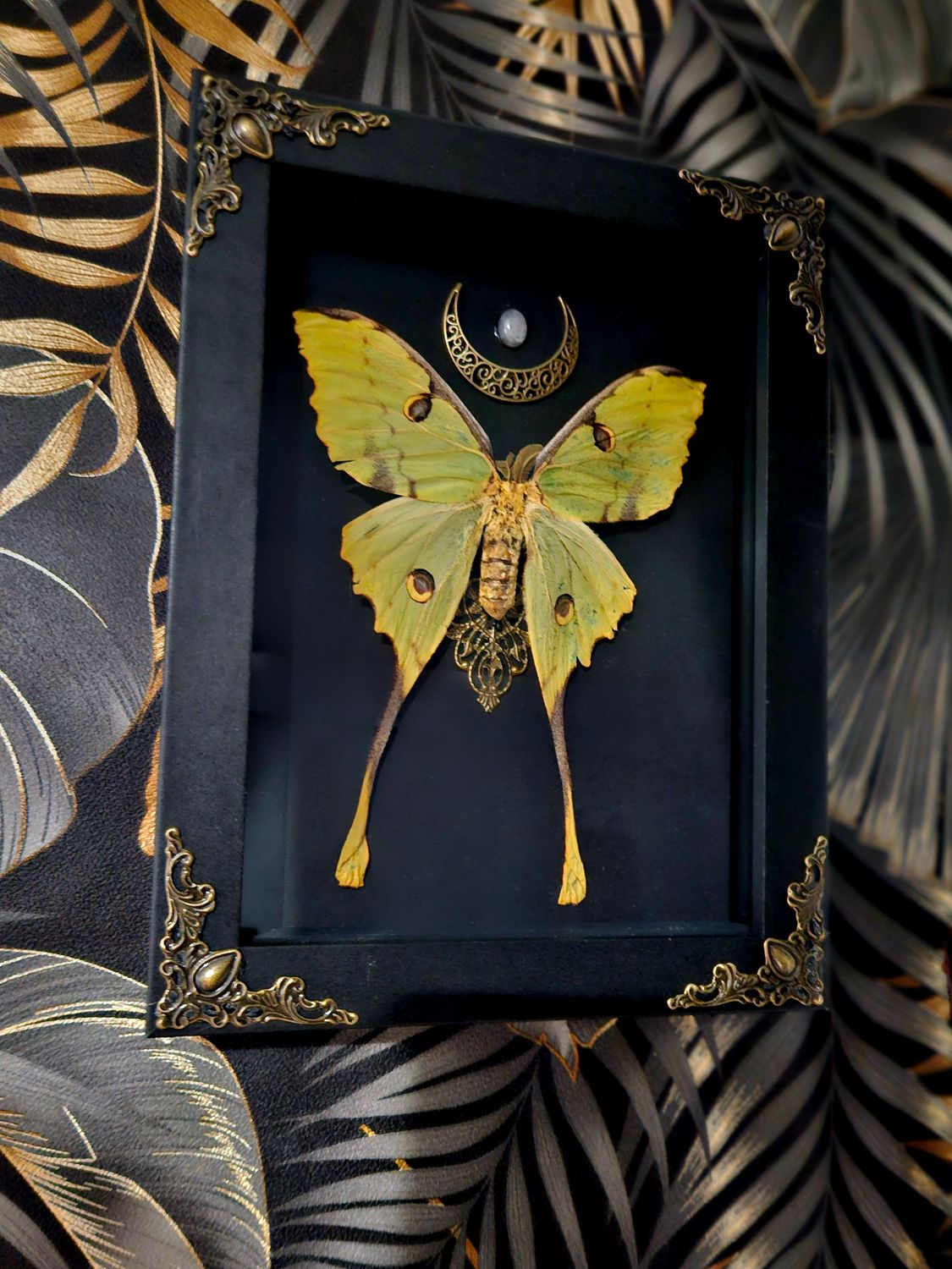 Argema mimosae &amp; quartz