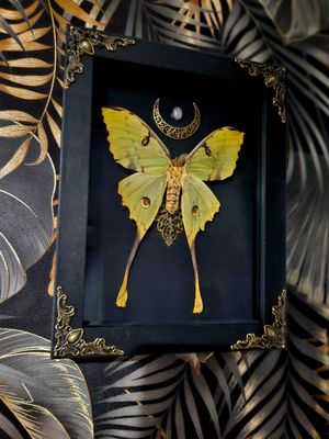 Argema mimosae &amp; quartz