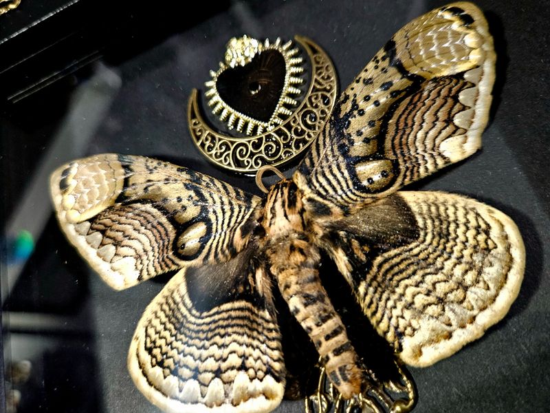 Brahmaea coeur sacrée