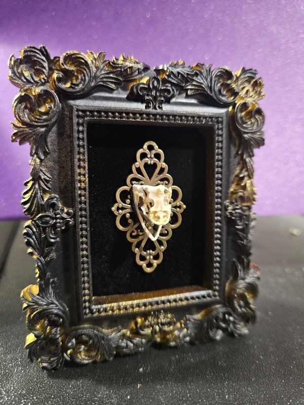Mini crâne de serpent