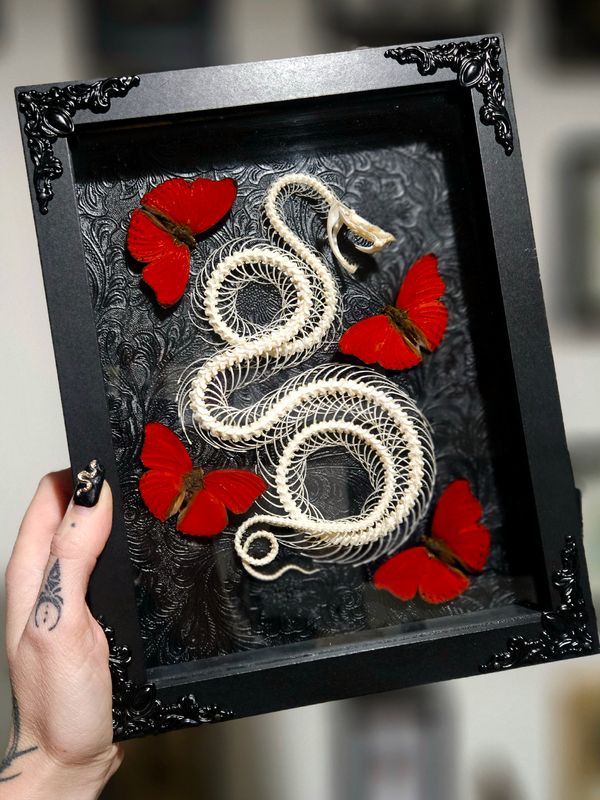 Serpent et sangaris