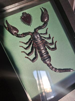 Grand scorpion cœur sacrée vert