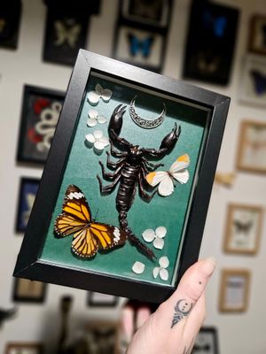 Scorpion&amp;papillons