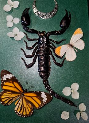 Scorpion&amp;papillons