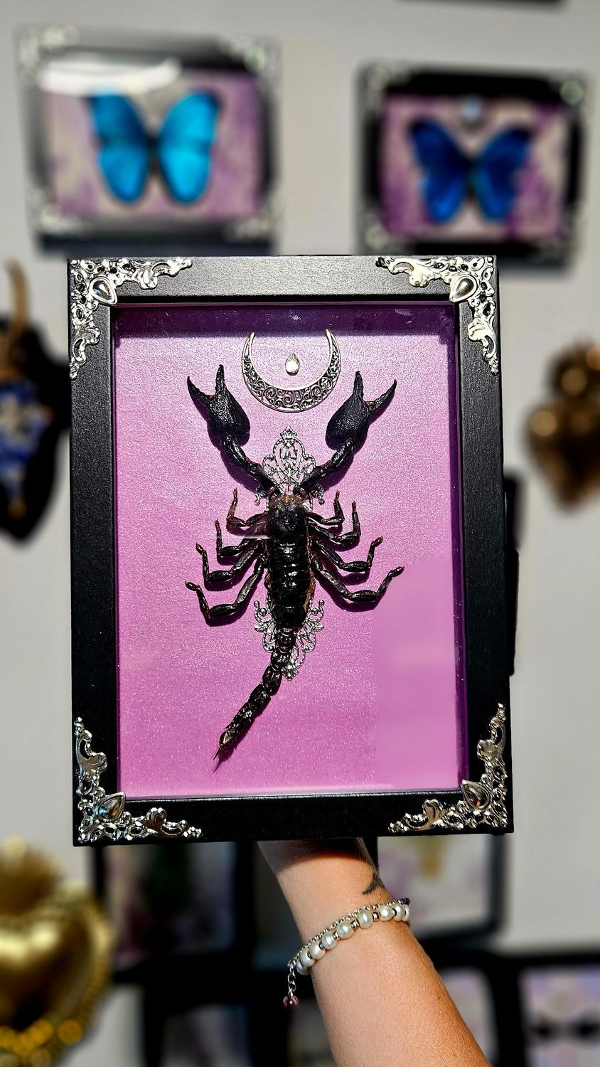 Scorpion rose