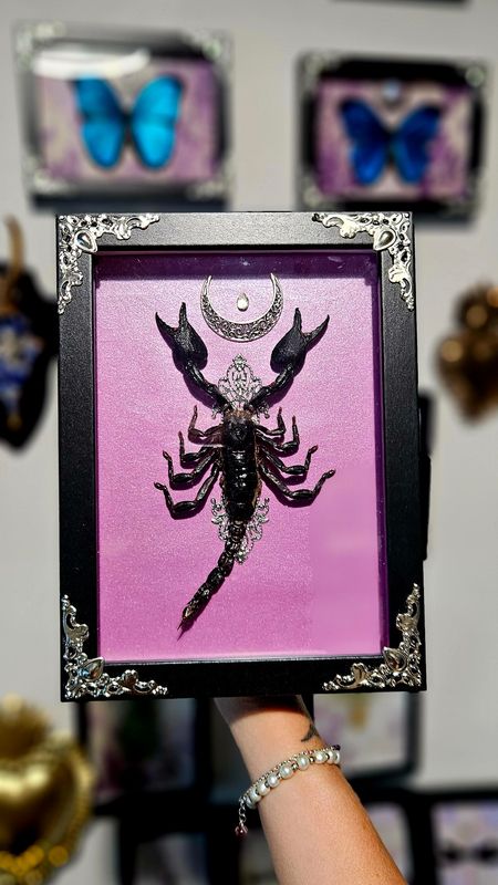 Scorpion rose