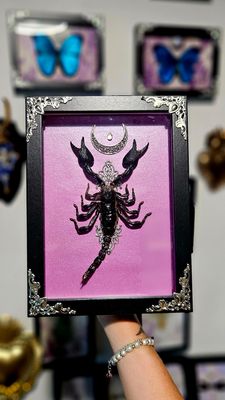 Scorpion rose