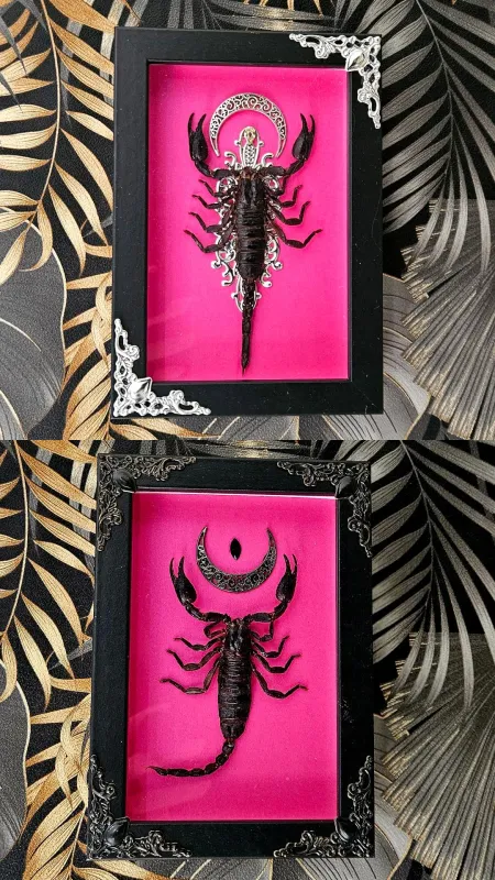 Small scorpion fushia
