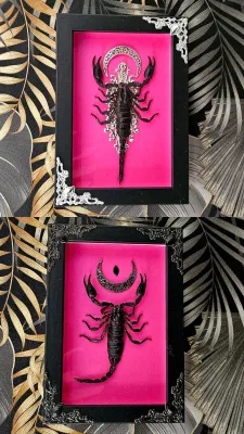 Small scorpion fushia