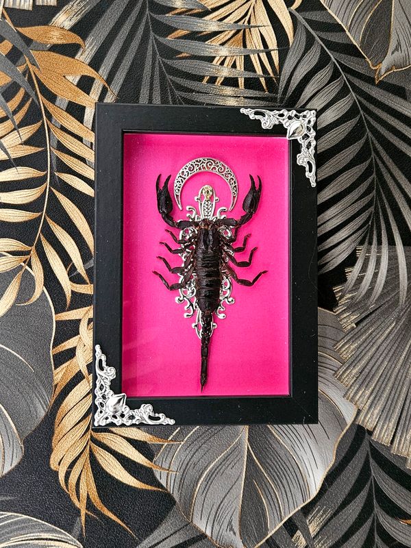 Small scorpion fushia
